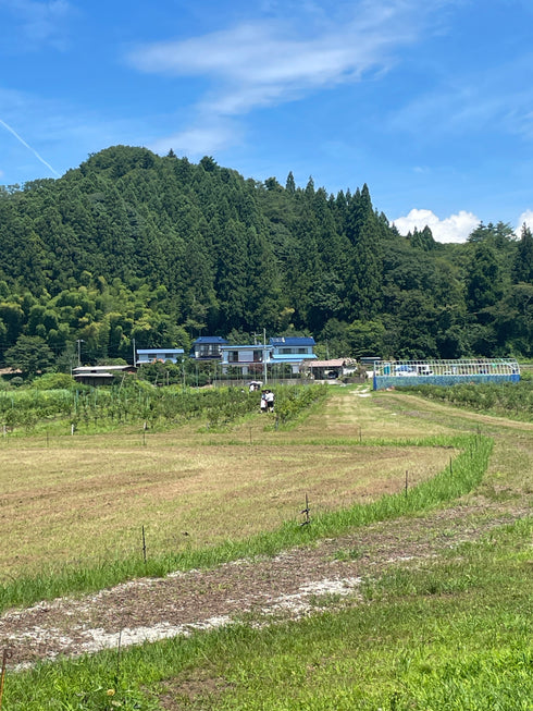 【予約停止中(次回は2026年6月下旬ごろ】ブルーベリー摘み取り体験入園料|約30分